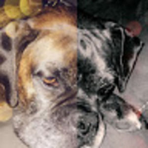 Meet your Posher, Paige